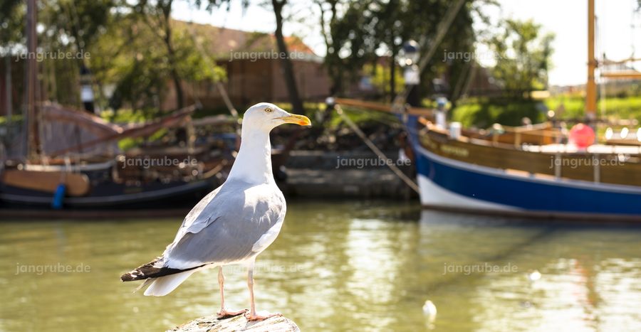 Wandbild Chef-Möwe von Büsum (Nordsee) – Fotografie von Jan Grube als Leinwand, Acrylglas oder Poster